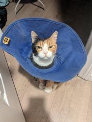 Reunited Female Cat last seen Rose Street , Artesia, CA 90701
