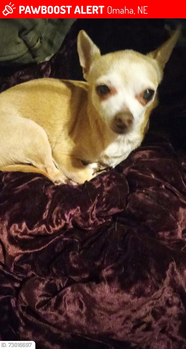Lost Male Dog last seen North Omaha Salvation Army, Omaha, NE 68111