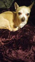 Lost Male Dog last seen North Omaha Salvation Army, Omaha, NE 68111