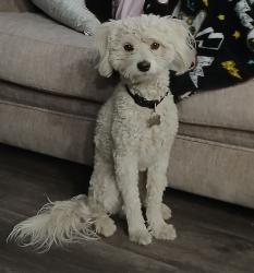 Reunited Male Dog last seen Twin Lakes Elemenraty School, Las Vegas, NV 89107