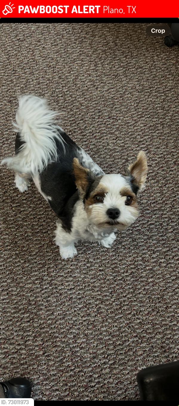 Lost Male Dog last seen Wyvonnes Way and Preston Meadow, Plano, TX 75024