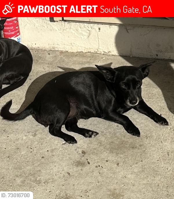 Lost Female Dog last seen Hildreth and Abbott, South Gate, CA 90280