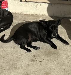 Lost Female Dog last seen Hildreth and Abbott, South Gate, CA 90280