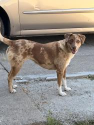 Found/Stray Female Dog last seen Stephen Drive , North Highlands, CA 95660