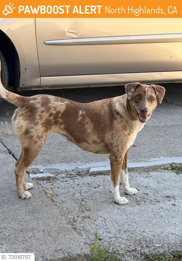 Found/Stray Female Dog last seen Stephen Drive , North Highlands, CA 95660