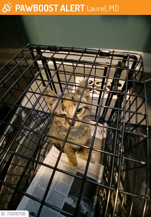 Found/Stray Female Cat last seen Prince George St and 4th St, Laurel, MD 20707