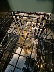 Found/Stray Female Cat last seen Prince George St and 4th St, Laurel, MD 20707