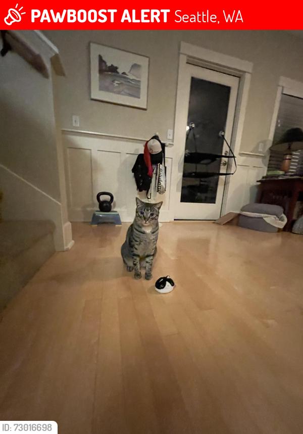 Lost Male Cat last seen 46th Ave 50th St, Seattle, WA 98105