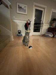 Lost Male Cat last seen 46th Ave 50th St, Seattle, WA 98105