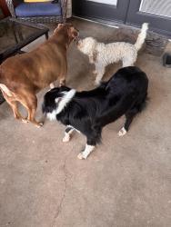 Reunited Male Dog last seen Stone dr , Fort Worth, TX 76028