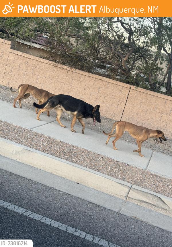 Found/Stray Unknown Dog last seen Denis Chávez, Albuquerque, NM 87121