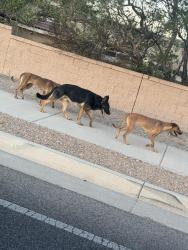 Found/Stray Unknown Dog last seen Denis Chávez, Albuquerque, NM 87121