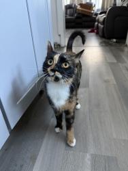 Lost Female Cat last seen Jay St Gardner Ma, Gardner, MA 01440