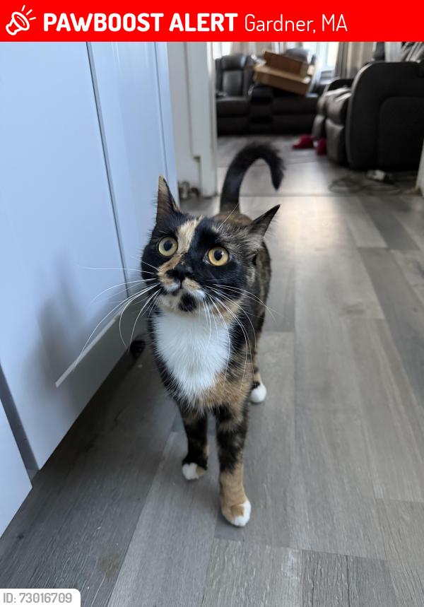 Lost Female Cat last seen Jay St Gardner Ma, Gardner, MA 01440