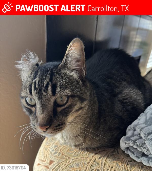 Lost Male Cat last seen Eisenhower Street and Hebron Parkway, Carrollton, TX 75007