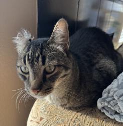 Lost Male Cat last seen Eisenhower Street and Hebron Parkway, Carrollton, TX 75007