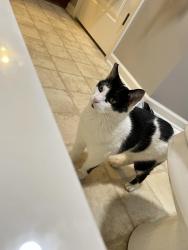 Lost Female Cat last seen Near , Birmingham, AL 35244