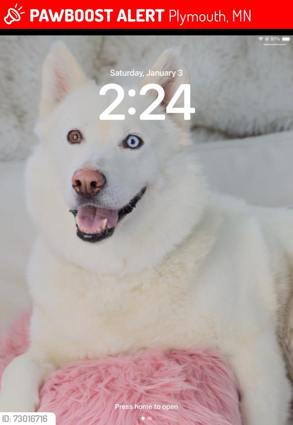 Lost Female Dog last seen County Road six and 101, Plymouth, MN 55447