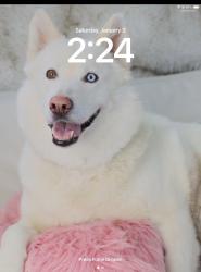 Lost Female Dog last seen County Road six and 101, Plymouth, MN 55447