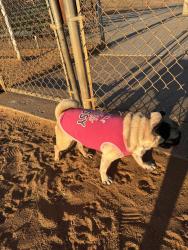 Found/Stray Female Dog last seen Skyline dr, San Diego, CA 92114