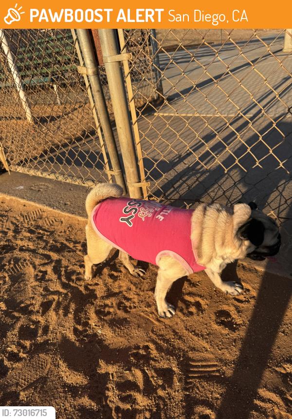 Found/Stray Female Dog last seen Skyline dr, San Diego, CA 92114