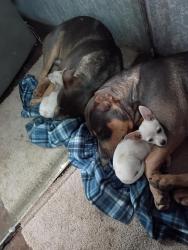 Lost Male Dog last seen Near Arthur street, Amarillo, TX 79103