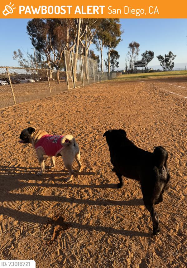 Found/Stray Male Dog last seen Skyline Dr, San Diego, CA 92114