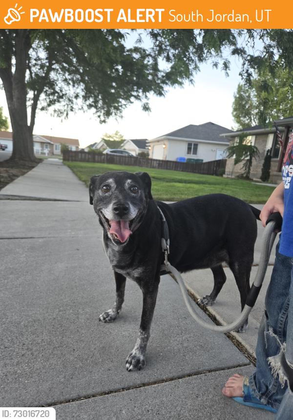 Found/Stray Female Dog last seen Near s and 3200 s, South Jordan, UT 84095