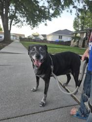 Found/Stray Female Dog last seen Near s and 3200 s, South Jordan, UT 84095