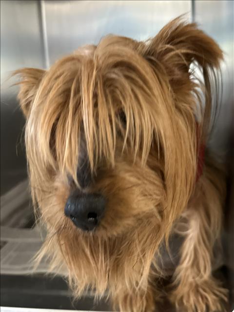 Shelter Stray Male Dog last seen , 957 N Gaffey St, San Pedro, CA 90731, USA