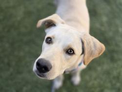 Shelter Stray Male Dog last seen , 4000 N Silverbell Rd, Tucson, AZ 85745, USA