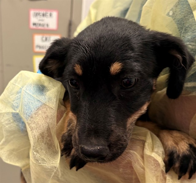 Shelter Stray Female Dog last seen , 4000 N Silverbell Rd, Tucson, AZ 85745, USA