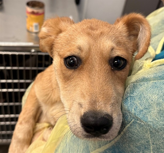 Shelter Stray Female Dog last seen , 4000 N Silverbell Rd, Tucson, AZ 85745, USA
