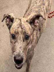 Shelter Stray Female Dog last seen , 4000 N Silverbell Rd, Tucson, AZ 85745, USA