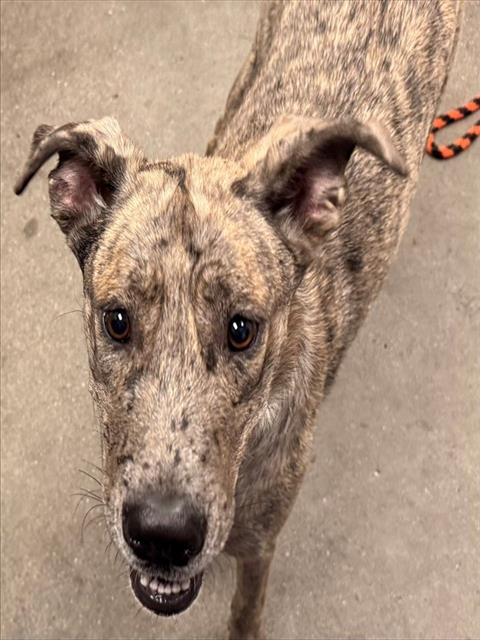 Shelter Stray Female Dog last seen , 4000 N Silverbell Rd, Tucson, AZ 85745, USA