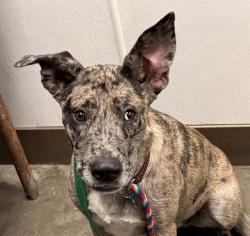 Shelter Stray Female Dog last seen , 4000 N Silverbell Rd, Tucson, AZ 85745, USA