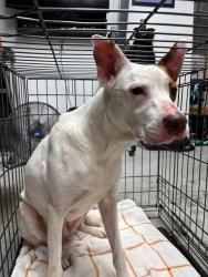 Found/Stray Female Dog last seen London Independent School, Corpus Christi, TX 78415