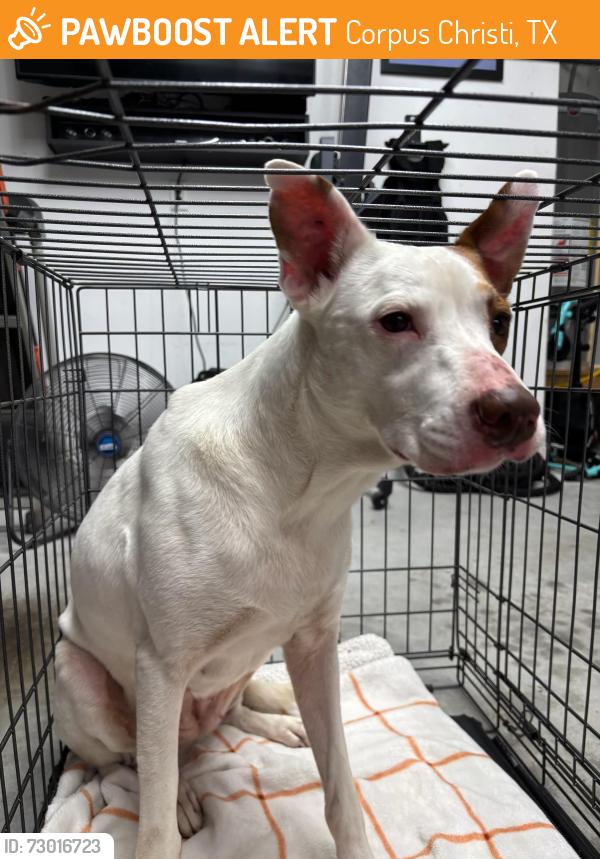 Found/Stray Female Dog last seen London Independent School, Corpus Christi, TX 78415