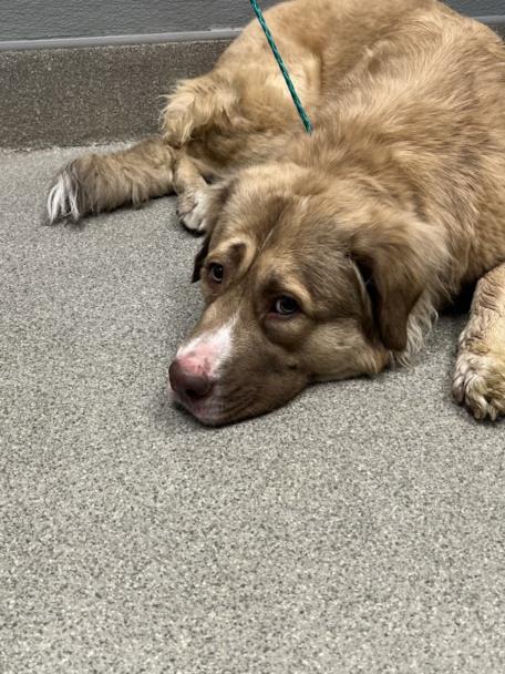 Shelter Stray Female Dog last seen Near BLOCK W CHARLESTON BLVD, LAS VEGAS NV 89117, 655 N Mojave Rd, Las Vegas, NV 89101, USA