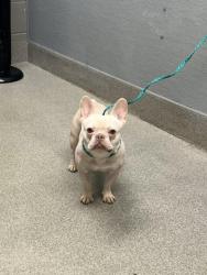 Shelter Stray Female Dog last seen JIMMY DURANTE BLVD | E HARMON AVE, 655 N Mojave Rd, Las Vegas, NV 89101, USA