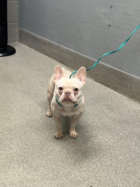Shelter Stray Female Dog last seen JIMMY DURANTE BLVD | E HARMON AVE, 655 N Mojave Rd, Las Vegas, NV 89101, USA