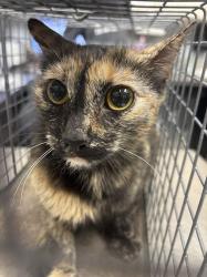 Shelter Stray Female Cat last seen Near BLK OF SOUTHERN CYPRESS, 655 N Mojave Rd, Las Vegas, NV 89101, USA