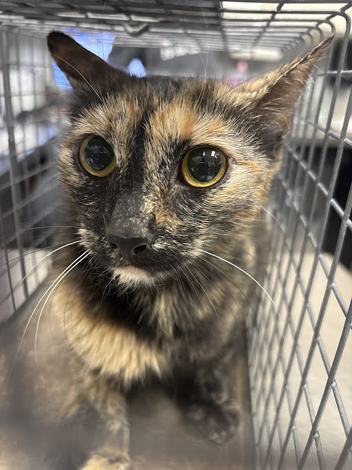 Shelter Stray Female Cat last seen Near BLK OF SOUTHERN CYPRESS, 655 N Mojave Rd, Las Vegas, NV 89101, USA