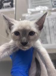 Shelter Stray Female Cat last seen E DESERT INN RD & CABANA DR, 655 N Mojave Rd, Las Vegas, NV 89101, USA