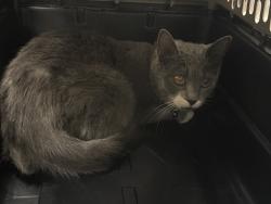 Shelter Stray Female Cat last seen Near BLK OF TONOPAH AVE, 655 N Mojave Rd, Las Vegas, NV 89101, USA