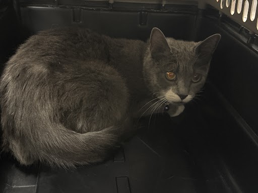 Shelter Stray Female Cat last seen Near BLK OF TONOPAH AVE, 655 N Mojave Rd, Las Vegas, NV 89101, USA