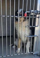 Shelter Stray Female Dog last seen Near BLOCK VITAL CREST ST, LAS VEGAS NV 89123, 655 N Mojave Rd, Las Vegas, NV 89101, USA