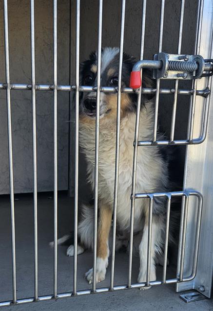 Shelter Stray Female Dog last seen Near BLOCK VITAL CREST ST, LAS VEGAS NV 89123, 655 N Mojave Rd, Las Vegas, NV 89101, USA