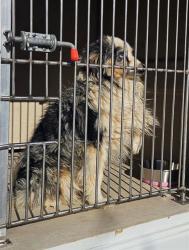 Shelter Stray Male Dog last seen Near BLOCK VITAL CREST ST, LAS VEGAS NV 89123, 655 N Mojave Rd, Las Vegas, NV 89101, USA