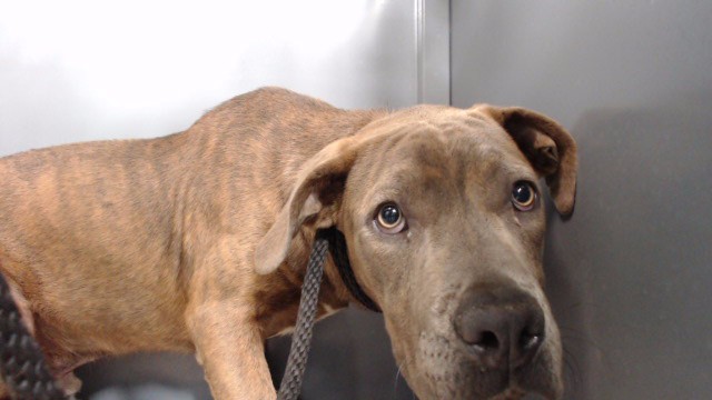 Shelter Stray Female Dog last seen , 11258 Garfield Ave, Downey, CA 90242, USA